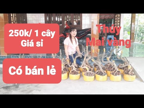 Thúy ĐT: 0384756565. Mai vàng giá rẻ. Ngày 16/10/2022