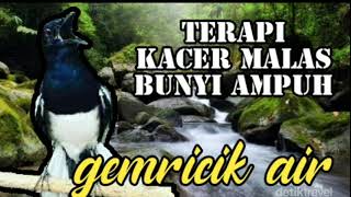 Download lagu suara terapi kacer macet,stres atau malas bunyi disertai gemricik air mp3