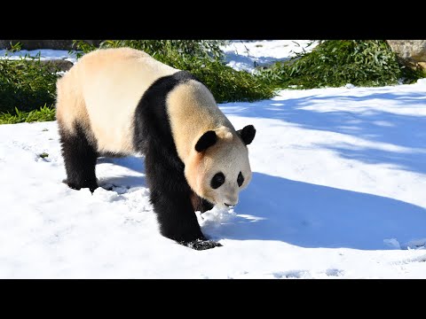 【ジャイアントパンダ（結浜）】初めての大雪