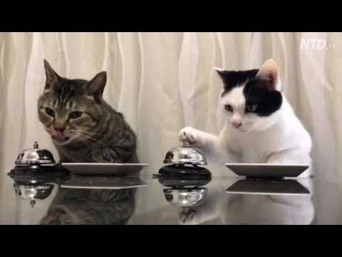 hilarious funny cats getting food after ringing bell haha :)
