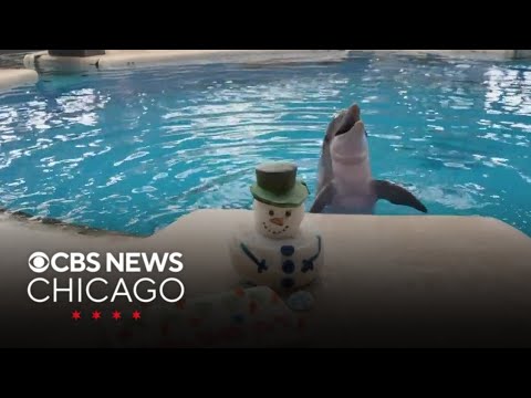 Brookfield Zoo has 1 last free day for the year - YouTube