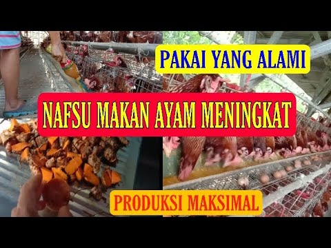 TIPS MENINGKATKAN NAFSU MAKAN AYAM DAN MENAMBAH KEKEBALAN ANTI BODI AYAM PAKAI CARA HERBAL