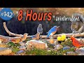TV For Cats 8 Hours Of Uninterrupted Birds And Squirrels NoAds CatTV
