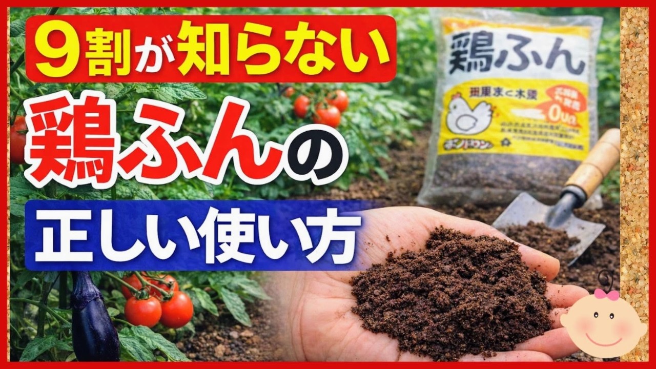 【実は最強の肥料】９割が知らない！正しい鶏ふんの使い方で野菜が変わる♪初心者・家庭菜園