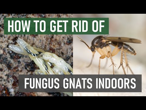 How To Stop Fungus Gnats From Breeding & Spreading Indoors (4 Easy Steps)