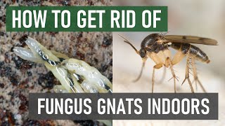 How To Stop Fungus Gnats From Breeding & Spreading Indoors (4 Easy Steps)