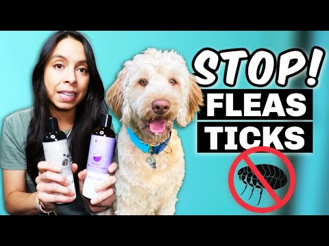 Flea & Tick Products that ACTUALLY WORK!! 🙌 Safest options for my pets