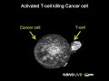 Label Free Live Cell Imaging Activated T Cell Killing Cancer Cell