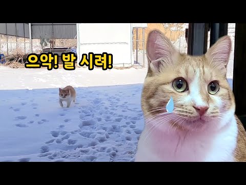 발 시려서 소리 지르는 고양이! 시골 살 때 눈이 오면 발 시려서 고생했어요..