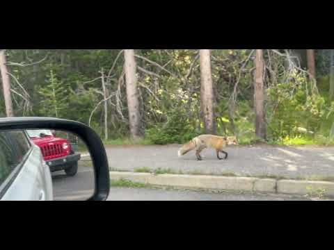 Fox at Colter Bay