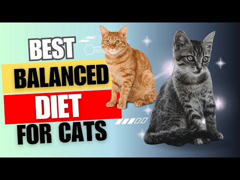 Feeding Felines: A Guide to a Balanced Diet for Your Cat
