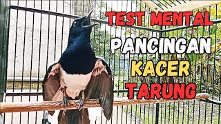 Download lagu PANCINGAN KACER GACOR TARUNG NGOTOT COCOK UNTUK MENAIKAN EMOSI KACER ANDA DI JAMIN AMPUH  mp3