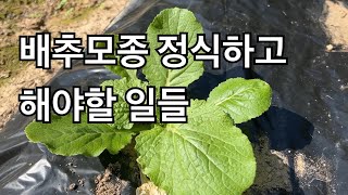 배추모종 심어놓고 해야할 일 참 많지요