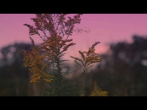 Frail Grounds Teaser Trailer