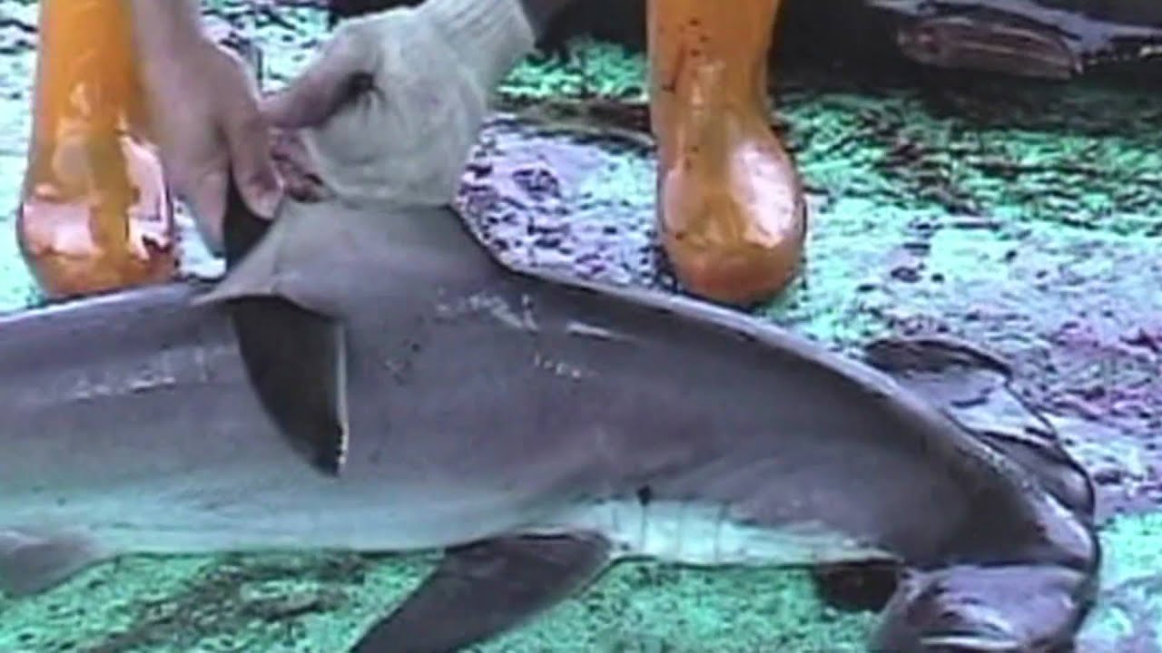 How many people are killed by sharks per year?