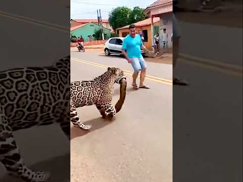 Uma onça pegou uma sucurí gigante #sobrevivência #animais #Natureza #cobra #sucurí #Onça