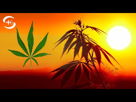 Cannabis Frequenz - Marijuana Frequenz (THC Molekül) - Isochrone Beats