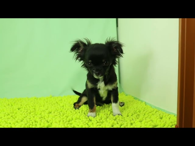 (子犬) 犬種:チワワ・ロングコート 男の子 ブリーダー マロニエケンネル MARRONNIER KENNEL k3089の画像