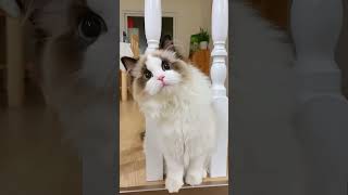 Cutie cat #trending #cat
