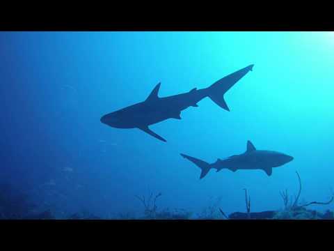 10 Spectacular Dives in Providencia Island, Col