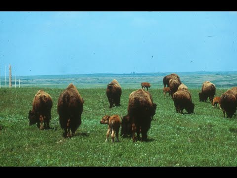 Energy and Autotrophs