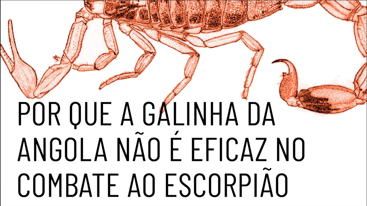 As presas e os predadores