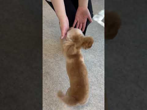 経営学科 サマーカットにトリミングしトリマーさんにじゃれ付くトイプードル9ヶ月 #toypoodle #puppy #トイプードル #summercut #サマーカット