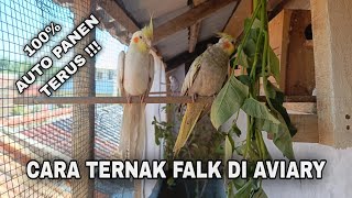 Download lagu Here's How to Breed Falcons in a Simple Aviary! Australian Parakeet Colony Breeding for Beginners! mp3 Download lagu Here's How to Breed Falcons in a Simple Aviary! Australian Parakeet Colony Breeding for Beginners! mp3