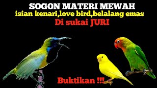 Download lagu SOGON MATERI MEWAH ISIAN KENARI LOVE BIRD DAN BELALANG EMAS | KESUKAAN JURI LOMBA ‼️ mp3