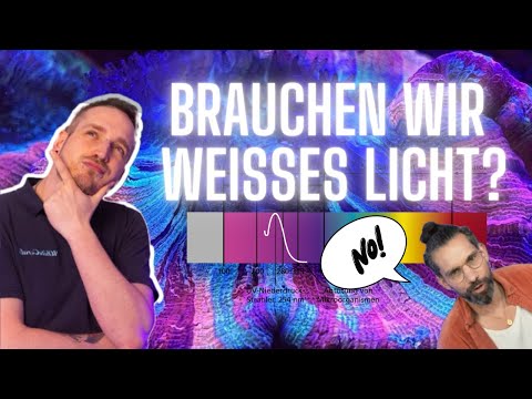 Brauchen wir wirklich weisses Licht um unsere Korallen zu pflegen? Hier die Antwort.