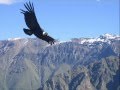 SIEGES EVEN - Lonely Views Of Condors