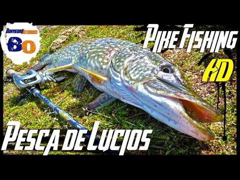 PESCA DEL LUCIO en PREFREZA desde ORILLA | PRESPAWN PIKE FISHING from SHORE | www.bofishing.es