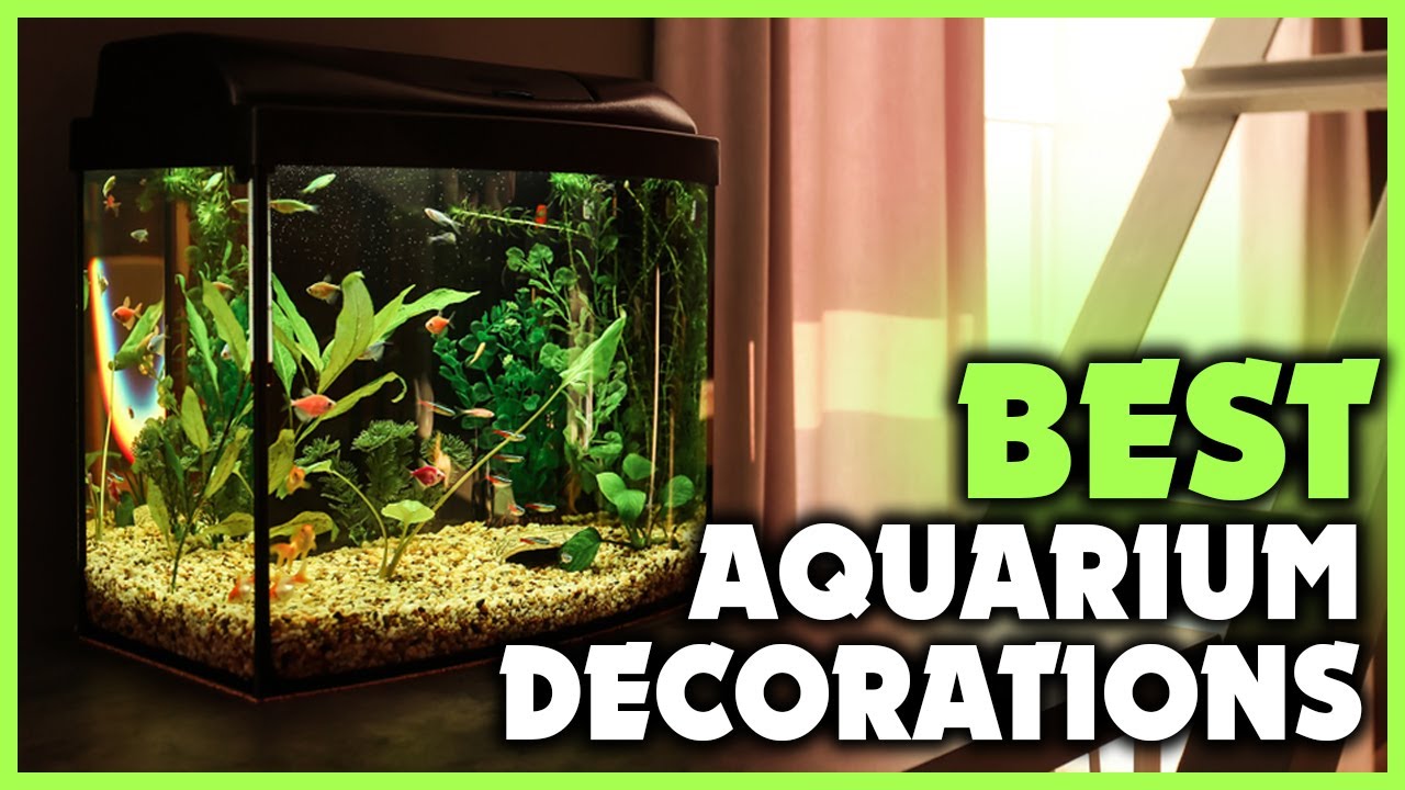 Top 5 Best Aquarium Decorations
