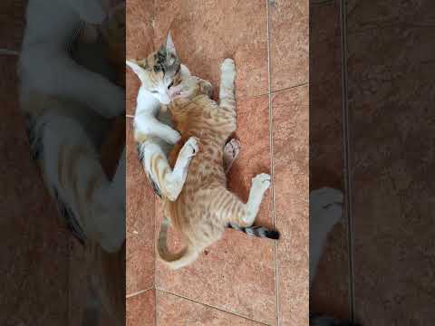 cats playing #cat #orangeandwhitecat #orangecat #catlover #cutecat #catlover #beautiful #catfight