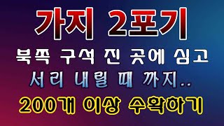 [텃밭농부. 1263]  가지 2포기 북쪽 구석 진 곳에 심고 200개 이상 수확.