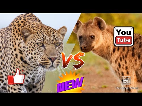#Пятнистая гиена против леопарда//Animals Battle//