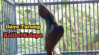 Download lagu Kolibri Kelapa (Wiceh) Gacor ,Gaya Tarung Ngobra mp3 Download lagu Kolibri Kelapa (Wiceh) Gacor ,Gaya Tarung Ngobra mp3