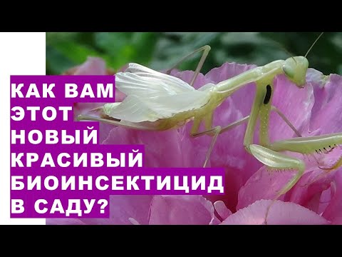 , title : 'Как Вам этот новый биоинсектицид в саду? Почему фермеры многих стран покупают этих насекомых для выр'