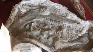 preview picture of video 'Hagerman Horse (Equus simplicidens) Dentary, Vertebrae,Metapodials, Hagerman Fossil Beds NM, Idaho'