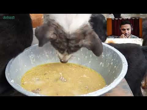 Srijana Thakuri animal rescue Nepal || Reaction video || Dogs in Nepal || Mother of 250 dogs ❤️❤️🐕🐕