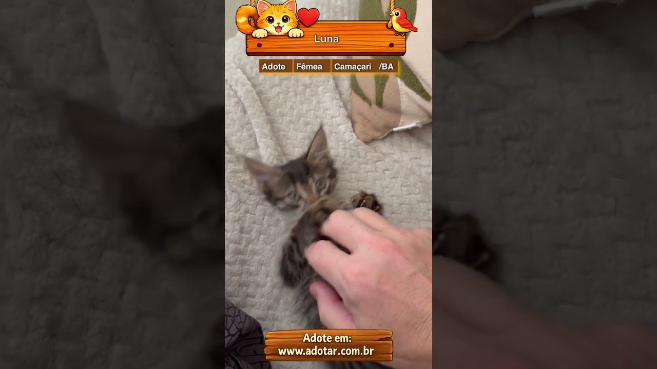 Gato raça SRD-ViraLata idade 2 a 6 meses nome Luna