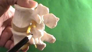 Bel Fıtığı - Omurga Anatomisi | DRTAMERTEKİN