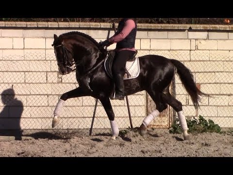 *SOLD* PRE Stallion 2012 - Medium dressage level [R#1918]