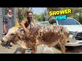 Alhamdulillah Apni Cow Ko Nehla Dia Aaj