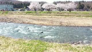 熊野川の4本桜2