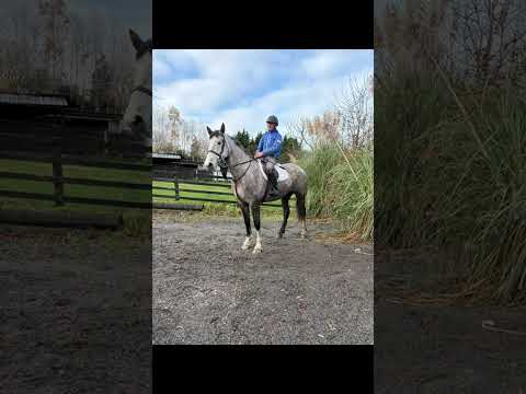 Standout Draught gelding - Image 2