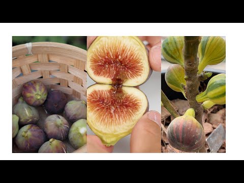 Pick and Cut open homegrown figs.