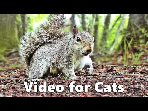 Cat TV - Squirrels and Woodland Birds Spectacular