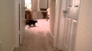 Muffin Bovard plays fetch
