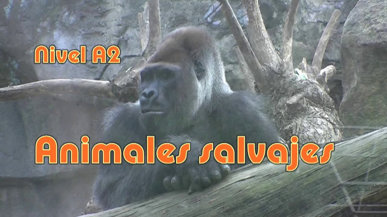 Wild Animals. Level A2